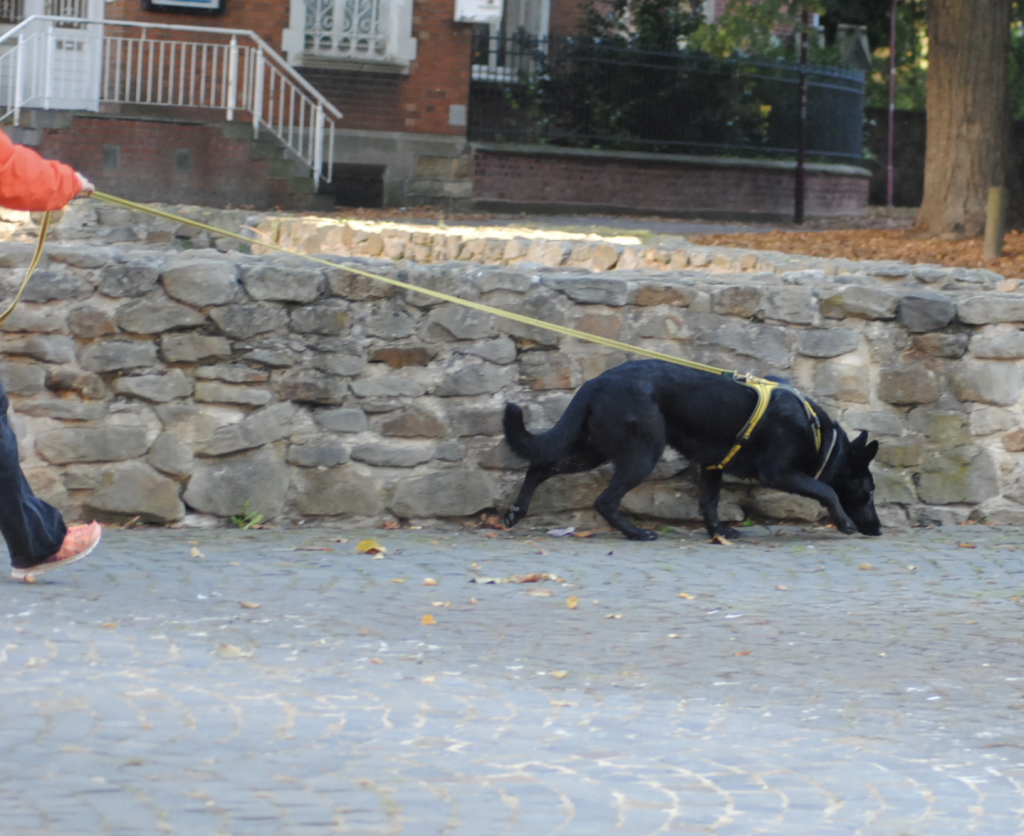 Ein Hund an einer Leine in der Stadt, der schnüffelt und eine Fährte aufgenommen hat