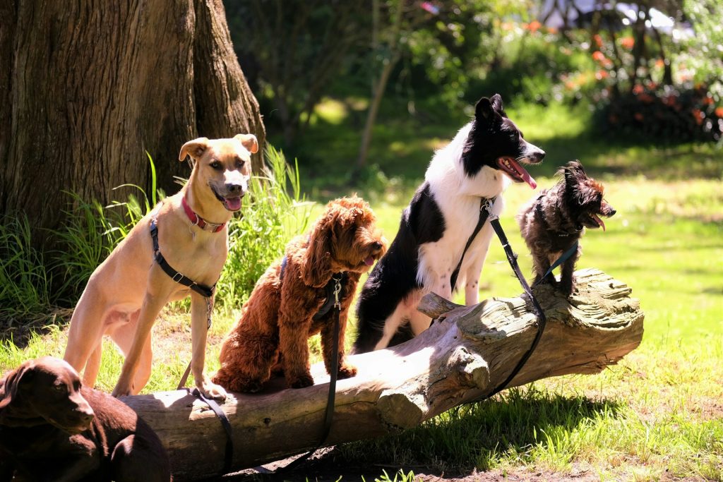 Vier unterschiedliche Hunde die angeleint auf einem Baumstamm sitzen, der auf einer Wiese liegt.